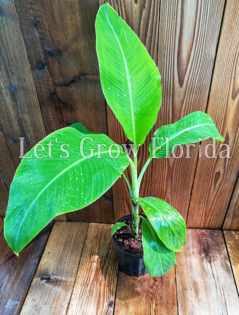 Blue Java / Ice Cream Banana, Musa acuminata x balbisiana – Let's Grow ...