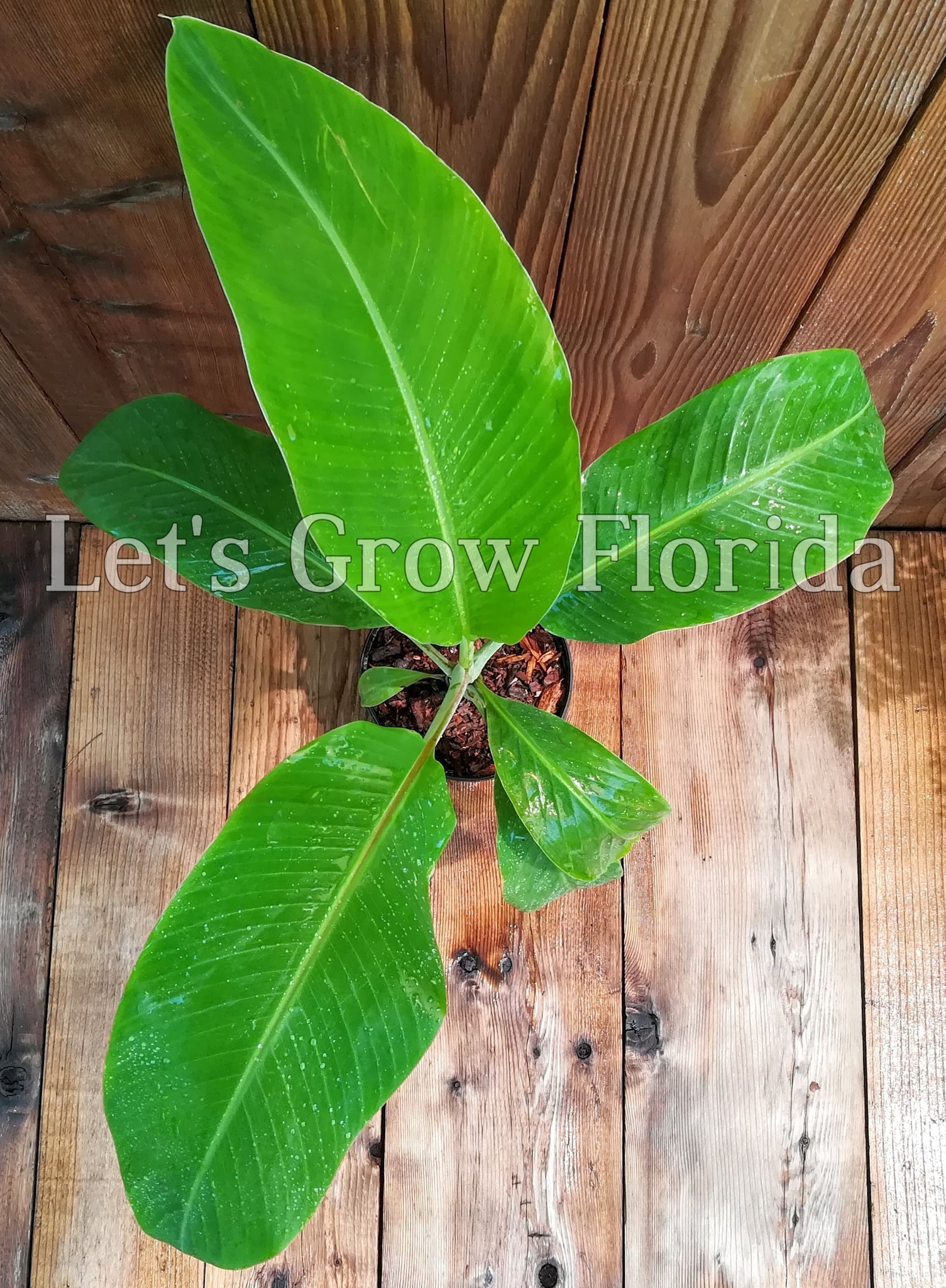 Blue Java Ice Cream Blue Java / Ice Cream Banana, Musa acuminata x balbisiana – Let's Grow ...
