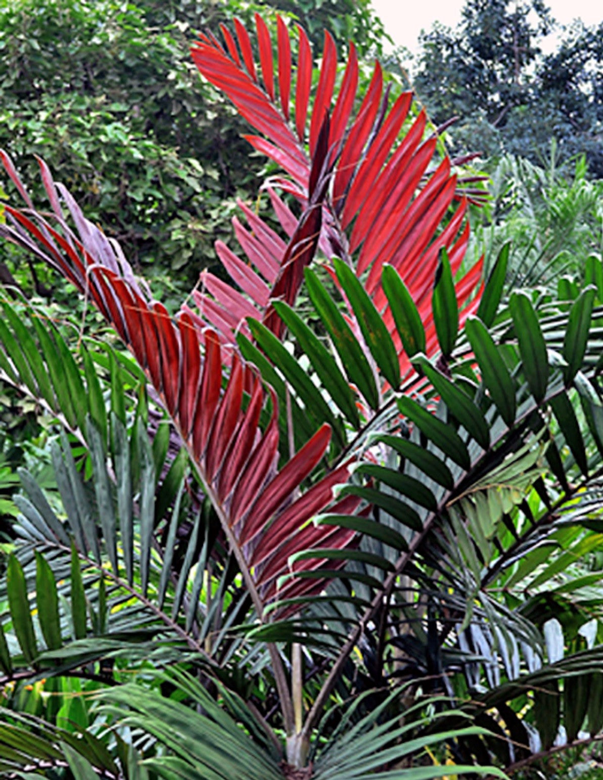 red leaf palm like plant Chambeyronia macrocarpa, Flame Thrower Palm. – Let's Grow Florida