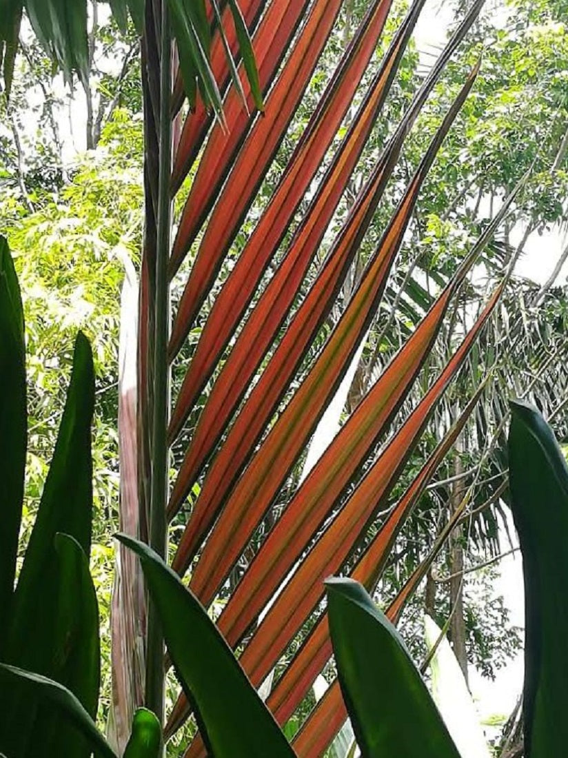 red leaf palm like plant Chambeyronia macrocarpa, Flame Thrower Palm. – Let's Grow Florida
