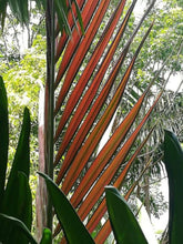 Cargar imagen en el visor de la galería, Chambeyronia macrocarpa, palmera lanzallamas.