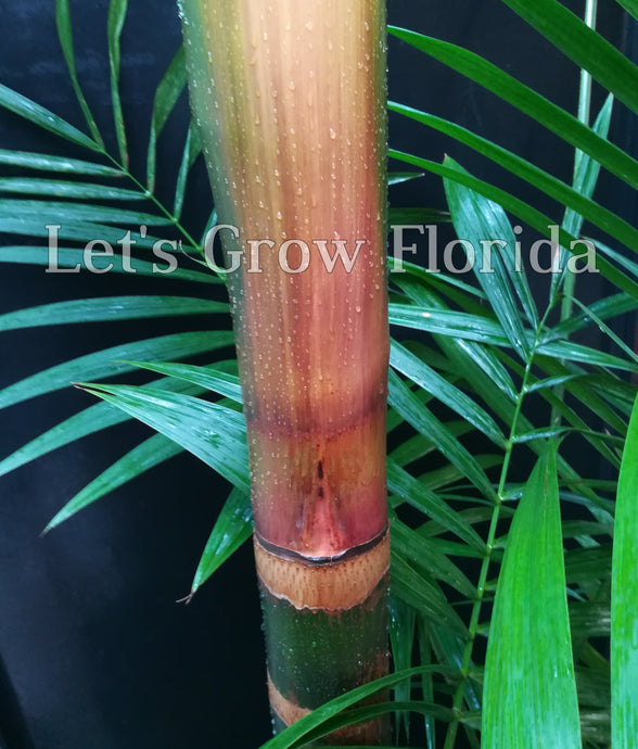 Plante biologique de curcuma noir, Curcuma caesia – Let's Grow Florida
