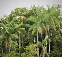 Charger l&#39;image dans la galerie, Euterpe oleracea, palmier fruitier nain Pará « Acai Super Berry »