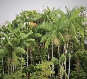 Euterpe oleracea, Pará Dwarf "Acai Super Berry” Palm Fruit Tree