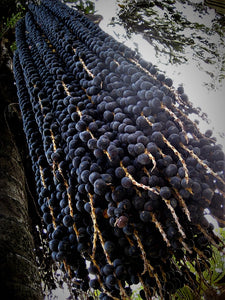 Euterpe oleracea, palmier fruitier nain Pará « Acai Super Berry »