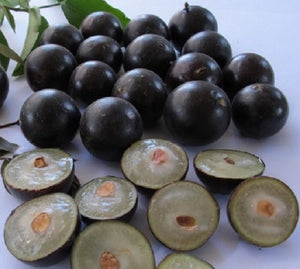 Jaboticaba, Plinia cauliflora var. Sabara, árbol frutal de uva brasileño