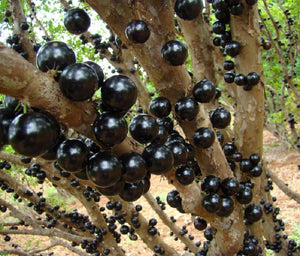 Jaboticaba, Plinia cauliflora var. Sabara, árbol frutal de uva brasileño