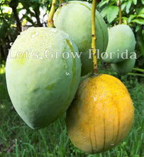 Load image into Gallery viewer, Carrie Mango Tree, Professionally Grafted !