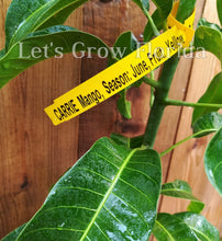 Load image into Gallery viewer, Carrie Mango Tree, Professionally Grafted !