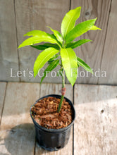 Load image into Gallery viewer, Carrie Mango Tree, Professionally Grafted !