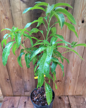 Load image into Gallery viewer, Carrie Mango Tree, Professionally Grafted !