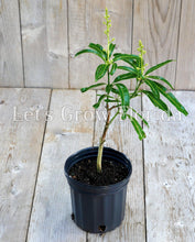 Charger l'image dans la galerie, Manguier à crème glacée, greffé professionnellement !