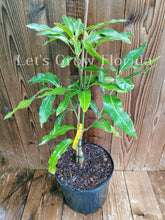 Charger l'image dans la galerie, Julie " True Dwarf " Manguier, greffé professionnellement !