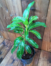 Load image into Gallery viewer, Nam-Doc-Mai Mango Tree Professionally Grafted!