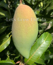 Load image into Gallery viewer, Nam-Doc-Mai Mango Tree Professionally Grafted!