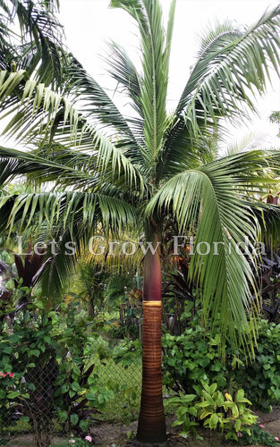 Satakentia liukiuensis Palm Tree