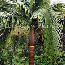 Load image into Gallery viewer, Satakentia liukiuensis Palm Tree