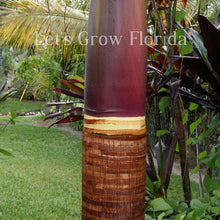 Load image into Gallery viewer, Satakentia liukiuensis Palm Tree