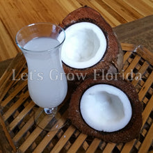 Cargar imagen en el visor de la galería, Panamá / Pacífico Semilla de coco alta Cocos nucifera Palmera tropical viva rara