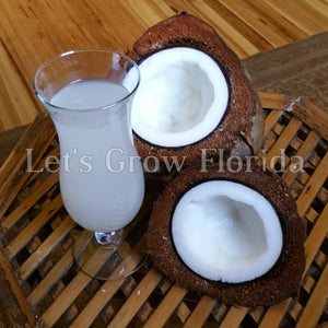 Panamá / Pacífico Semilla de coco alta Cocos nucifera Palmera tropical viva rara
