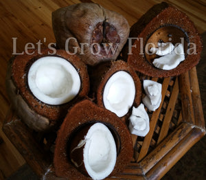 coconut palm seed Panama / Pacific Tall Coconut Seed Cocos nucifera Tropical Live Rare P – Let's Grow Florida