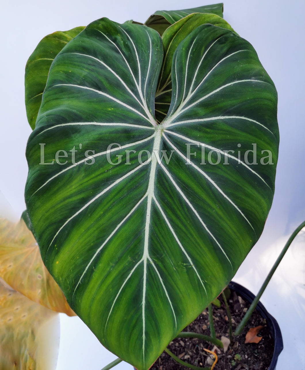 philodendron gloriosum round form Philodendron gloriosum Aroid Plant – Let's Grow Florida