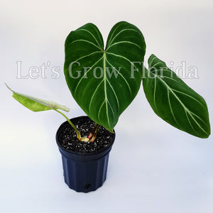 philodendron gloriosum seeds for sale Philodendron gloriosum Aroid Plant Medium / 1 Plant / Yes