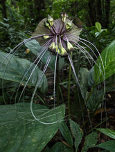 Cargar imagen en el visor de la galería, Planta de flor de murciélago, negra, Tacca chantrieri.