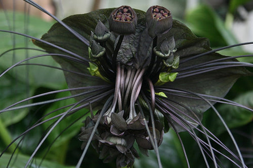 Planta de flor de murciélago, Tacca chantrieri negra
