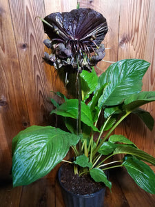 Planta de flor de murciélago, negra, Tacca chantrieri.