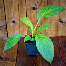 Cargar imagen en el visor de la galería, Planta de flor de murciélago, negra, Tacca chantrieri.