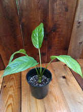 Cargar imagen en el visor de la galería, Planta de flor de murciélago, negra, Tacca chantrieri.