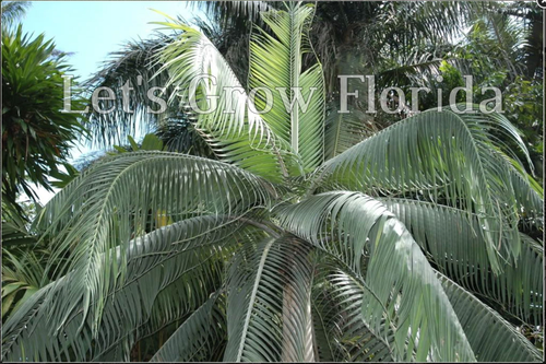 Dictyosperma album var. Furfuraceum Palm Tree