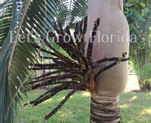Load image into Gallery viewer, Dictyosperma album var. Furfuraceum Palm Tree