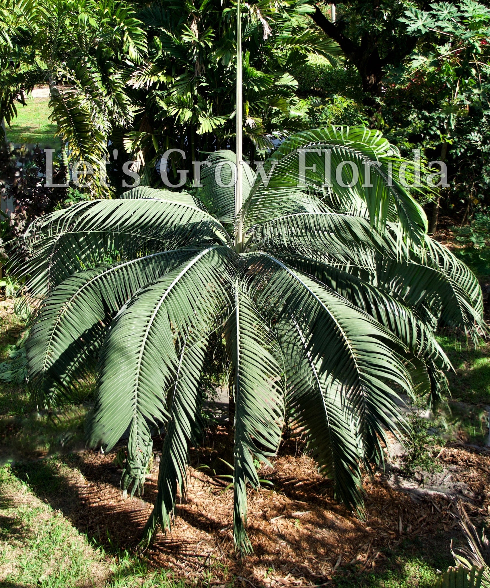 princess palm plant Dictyosperma album var. Furfuraceum/Conjugatum Rare Palm Tree – Let's Grow Florida