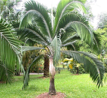 Load image into Gallery viewer, Dictyosperma album var. Furfuraceum Palm Tree