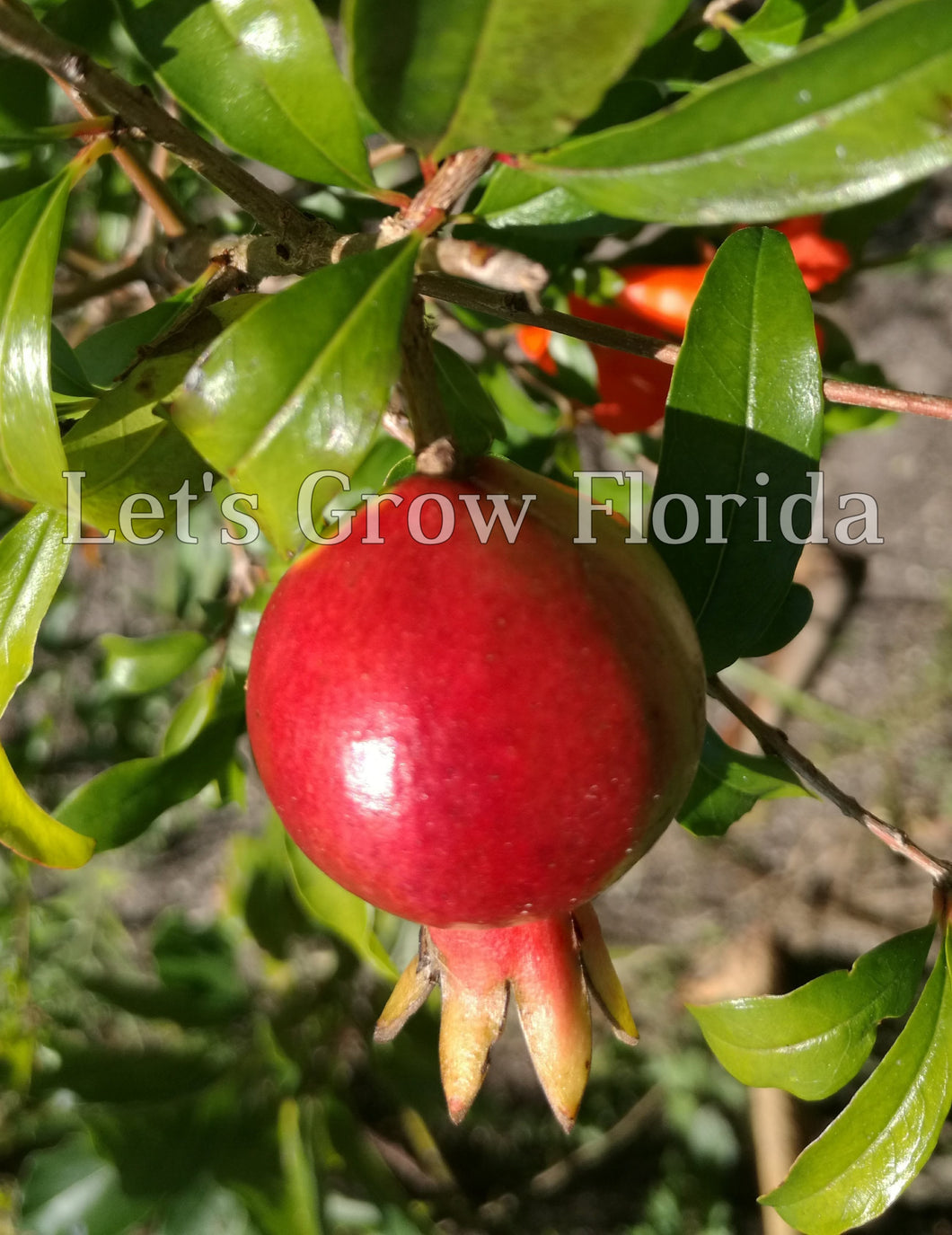 Dwarf Pomegranate, Punica granatum, var. Nana Fruit Tree