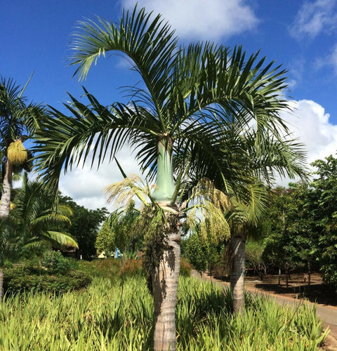 Hyophorbe verschaffeltii / Spindle palm tree