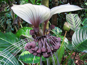 Bat Flower Plant, White, Tacca integrifolia