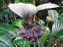 Charger l&#39;image dans la galerie, Plante à fleurs de chauve-souris, blanche, Tacca integrifolia.