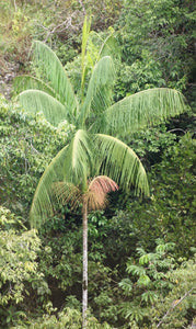 Euterpe edulis, palmier açaï.