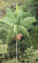 Load image into Gallery viewer, Euterpe edulis, Acai Palm Tree