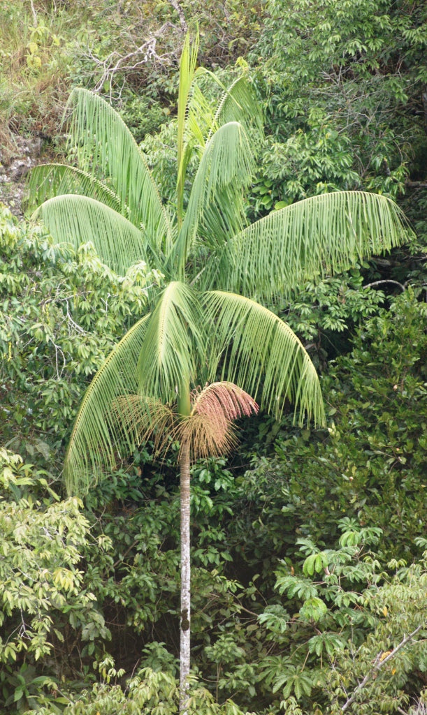 Euterpe edulis, Acai Palm Tree
