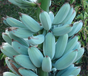 Banane bleue de Java / crème glacée, Musa acuminata x balbisiana