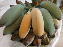 Charger l&#39;image dans la galerie, Banane bleue de Java / crème glacée, Musa acuminata x balbisiana