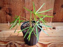 Charger l&#39;image dans la galerie, Palmier Coccothrinax crinita &#39;Vieil Homme&#39;.