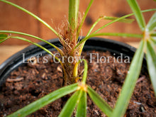 Cargar imagen en el visor de la galería, Coccothrinax crinita Palmera &#39;Viejo&#39;.