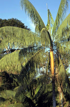 Charger l&#39;image dans la galerie, Euterpe edulis, palmier açaï 