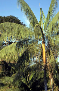 Euterpe edulis, palmier açaï 