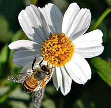 Cargar imagen en el visor de la galería, Maceta de agujas españolas de 4&quot;, Bidens alba, planta de néctar de abeja de miel de flor perenne 